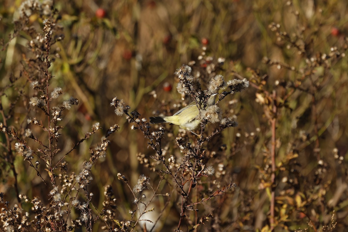 Orange-crowned Warbler - ML645443359