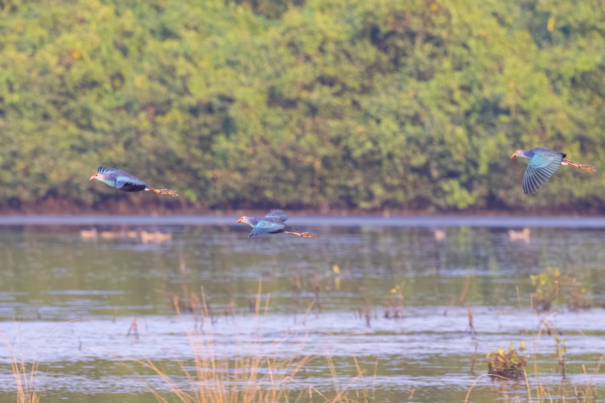 Gray-headed Swamphen - ML645443360