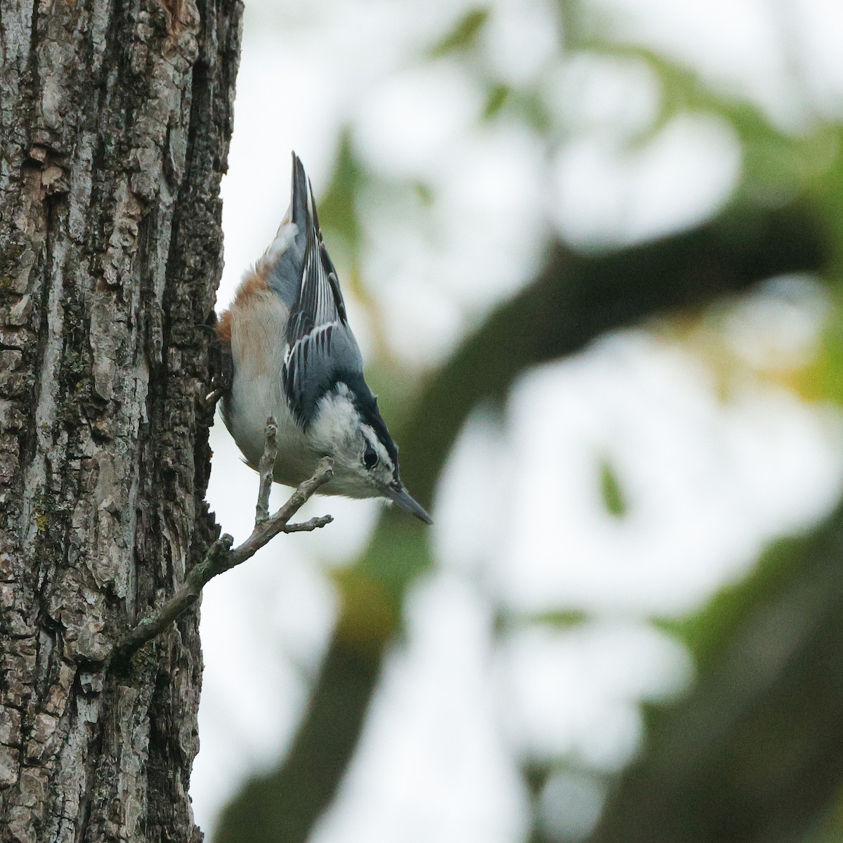 White-breasted Nuthatch - ML645443361