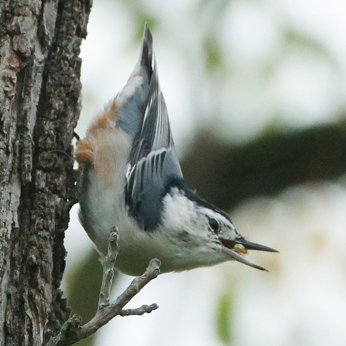 White-breasted Nuthatch - ML645443362