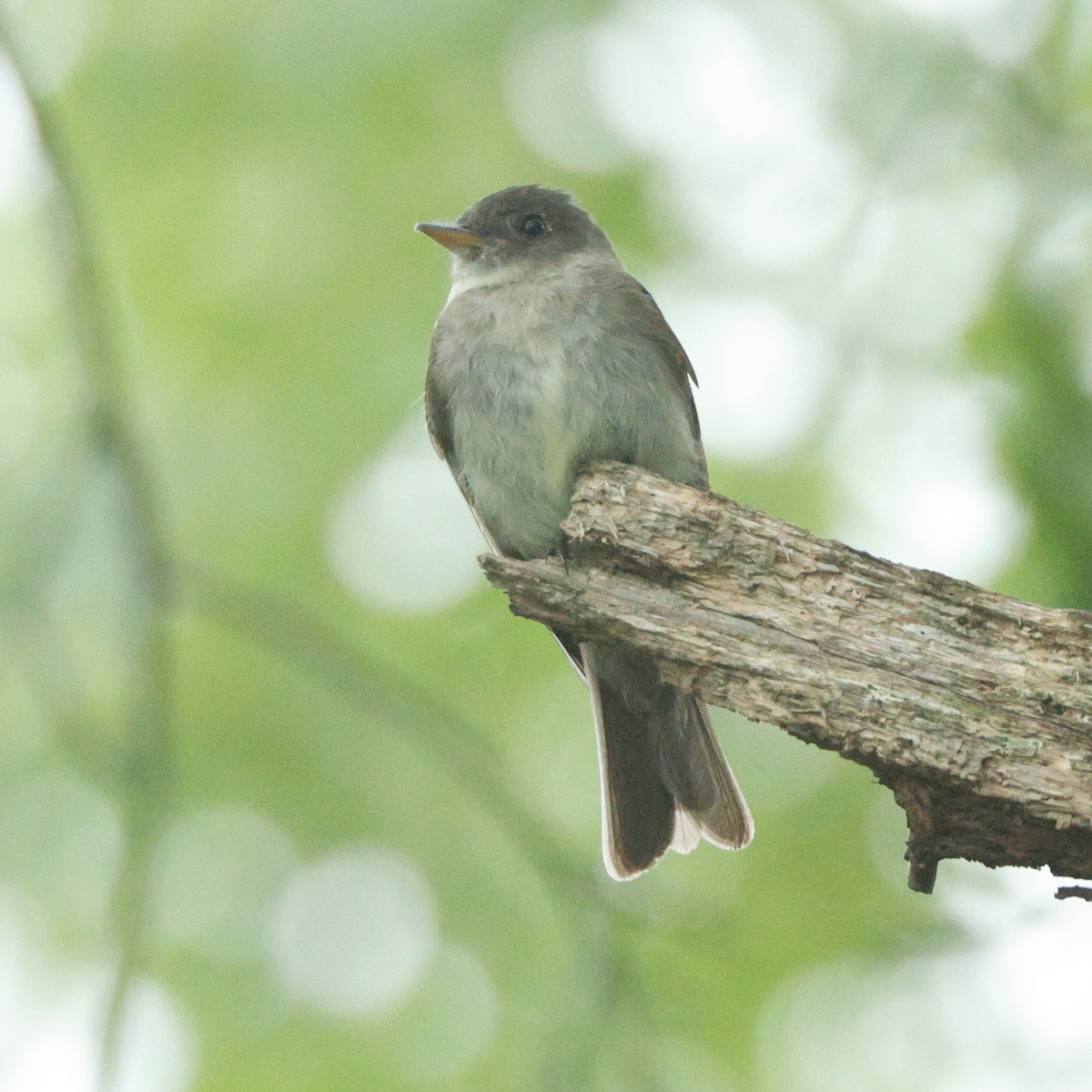 Eastern Wood-Pewee - ML645443365