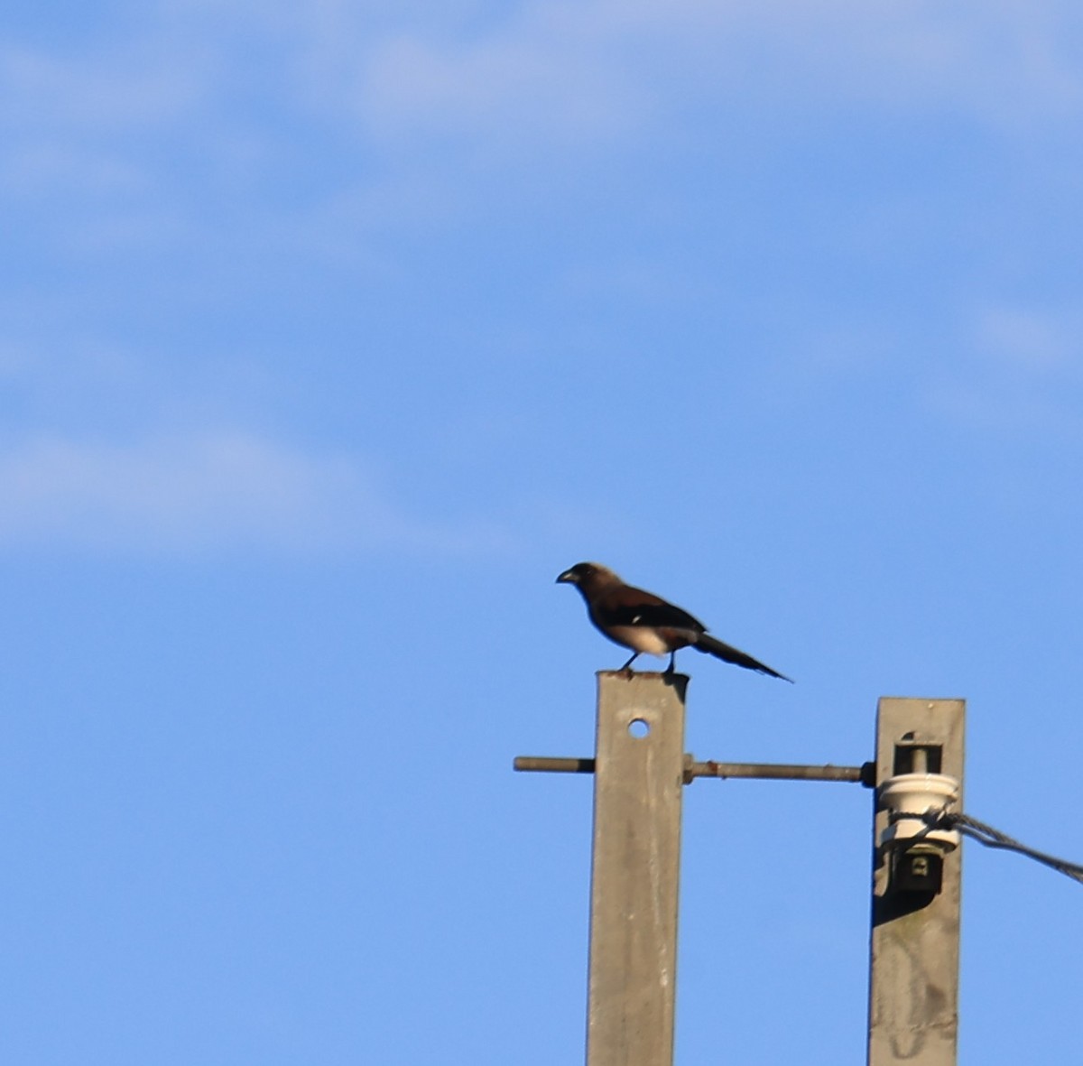 Gray Treepie - ML645443366