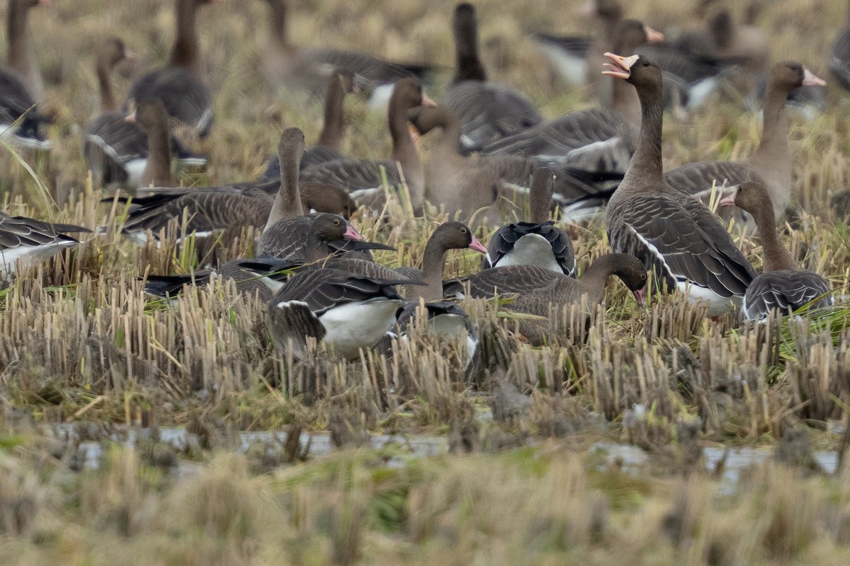 Пискулька - ML645443368