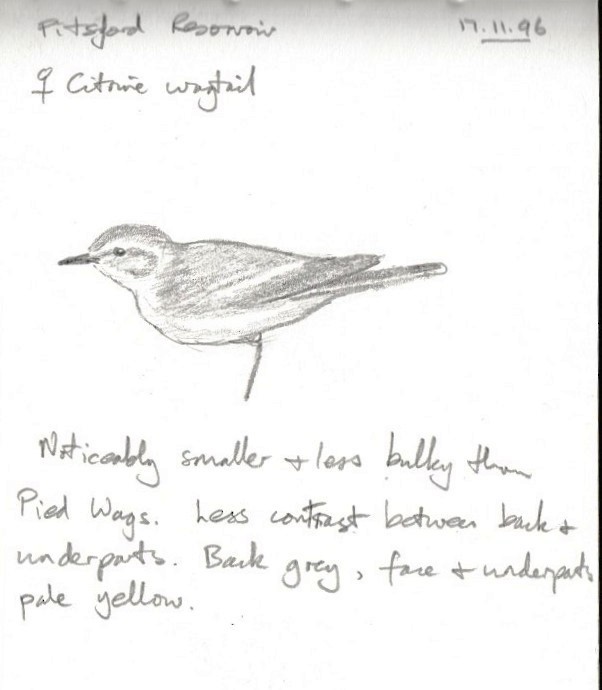 Citrine Wagtail (Gray-backed) - ML645443370