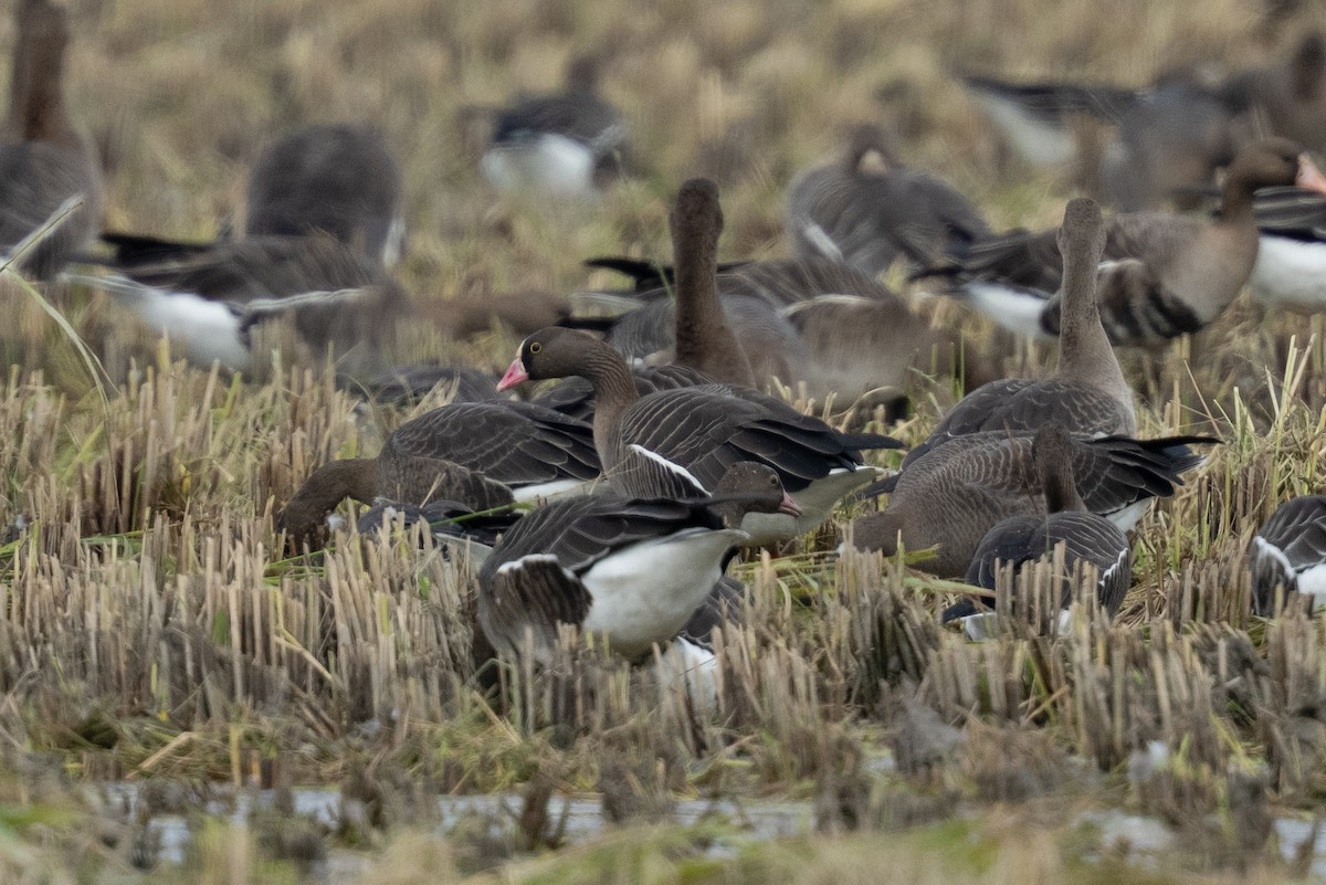 Пискулька - ML645443372