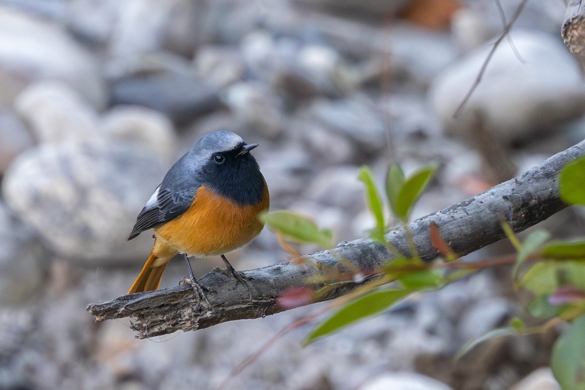 Hodgson's Redstart - ML645443375