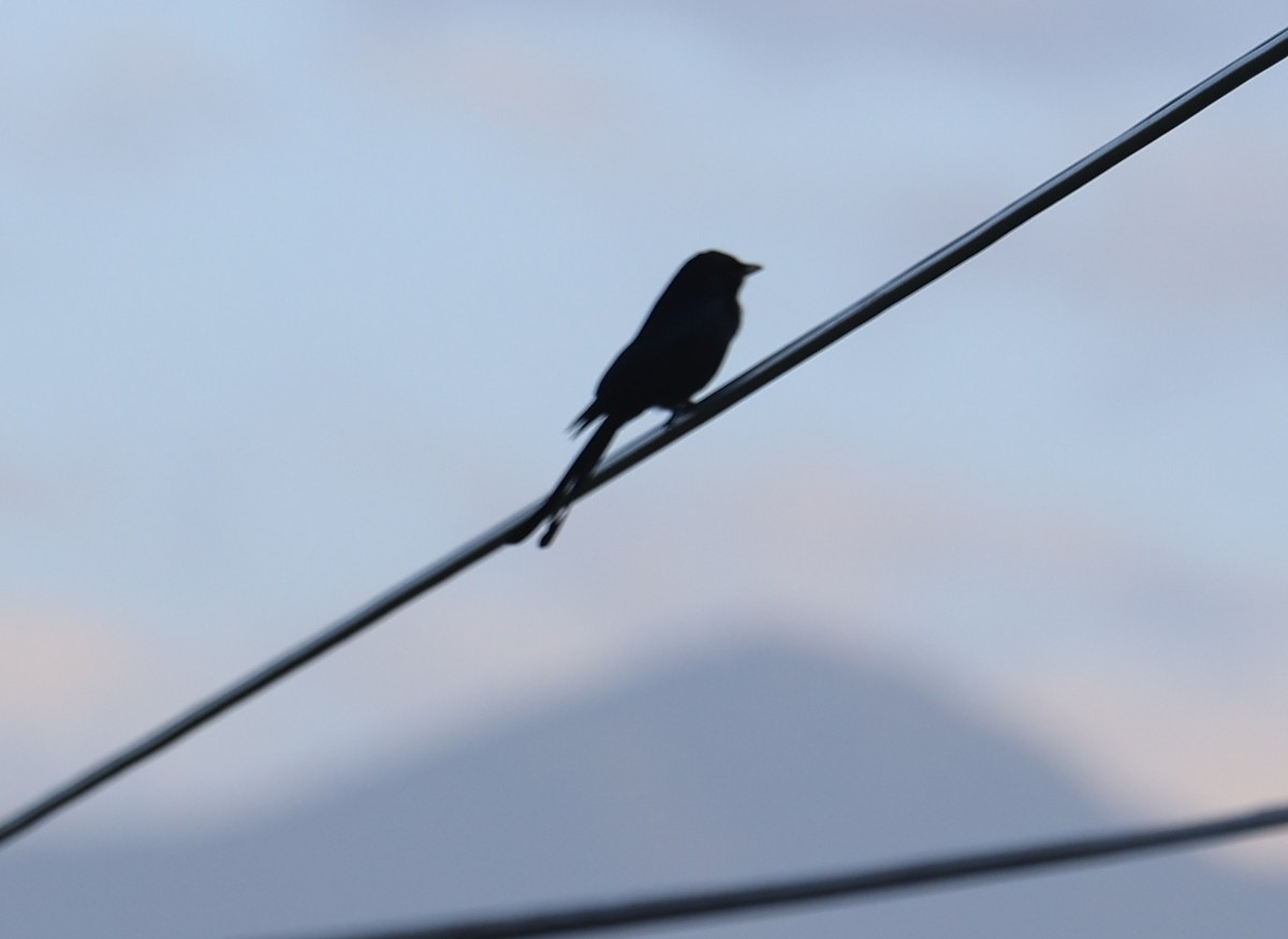 drongo černý - ML645443389