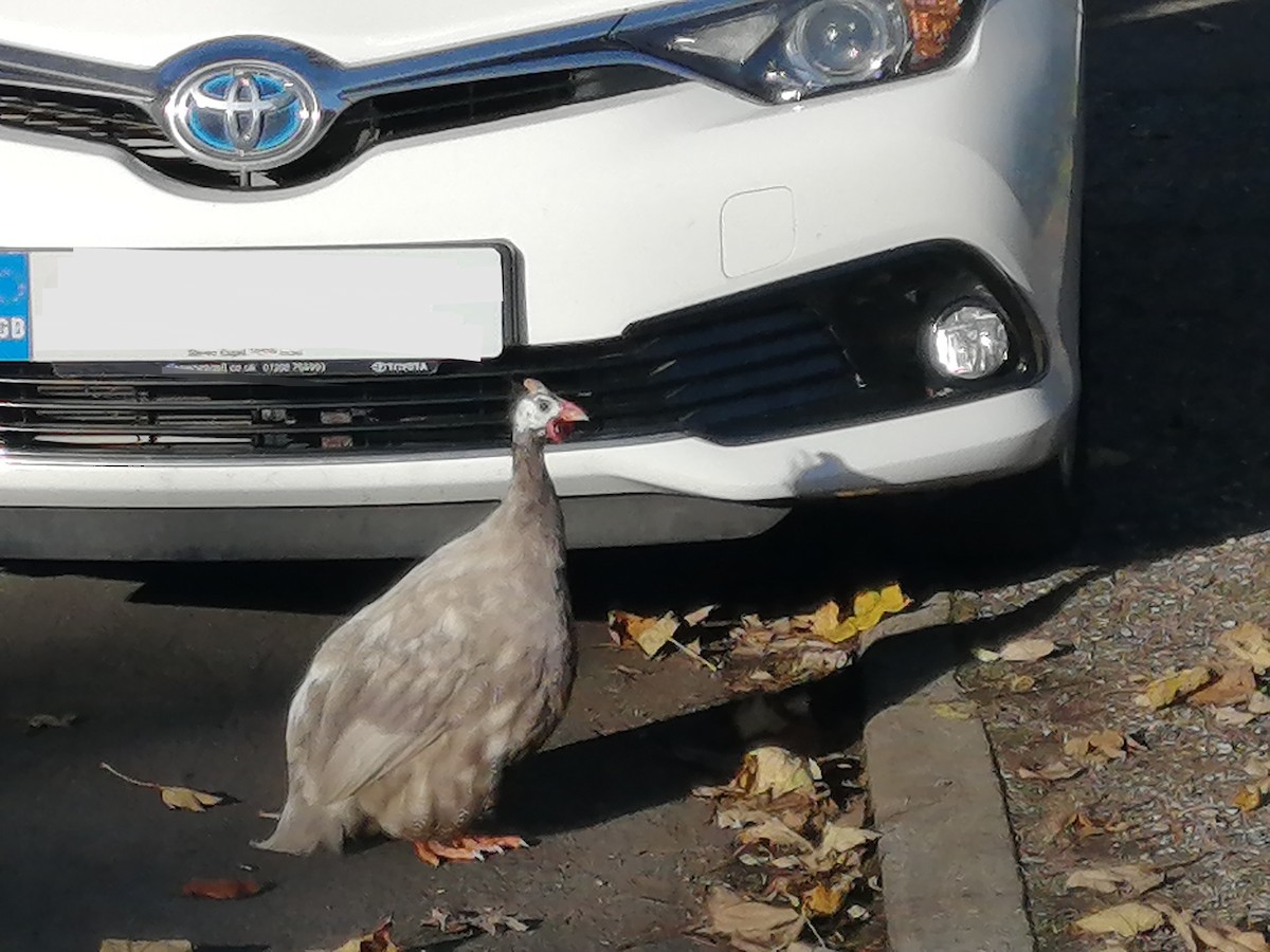 Helmeted Guineafowl - ML645443390