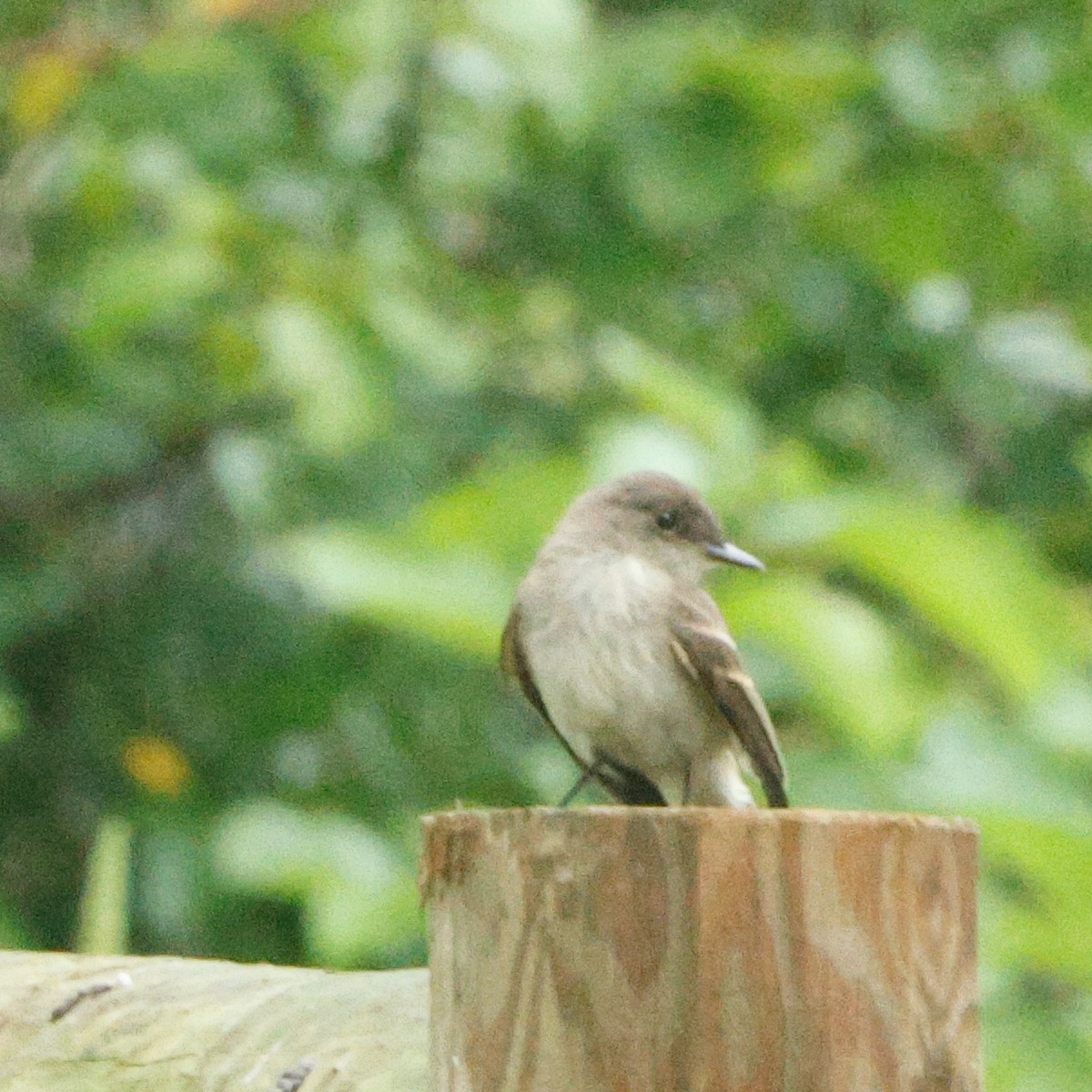 Eastern Phoebe - ML645443396