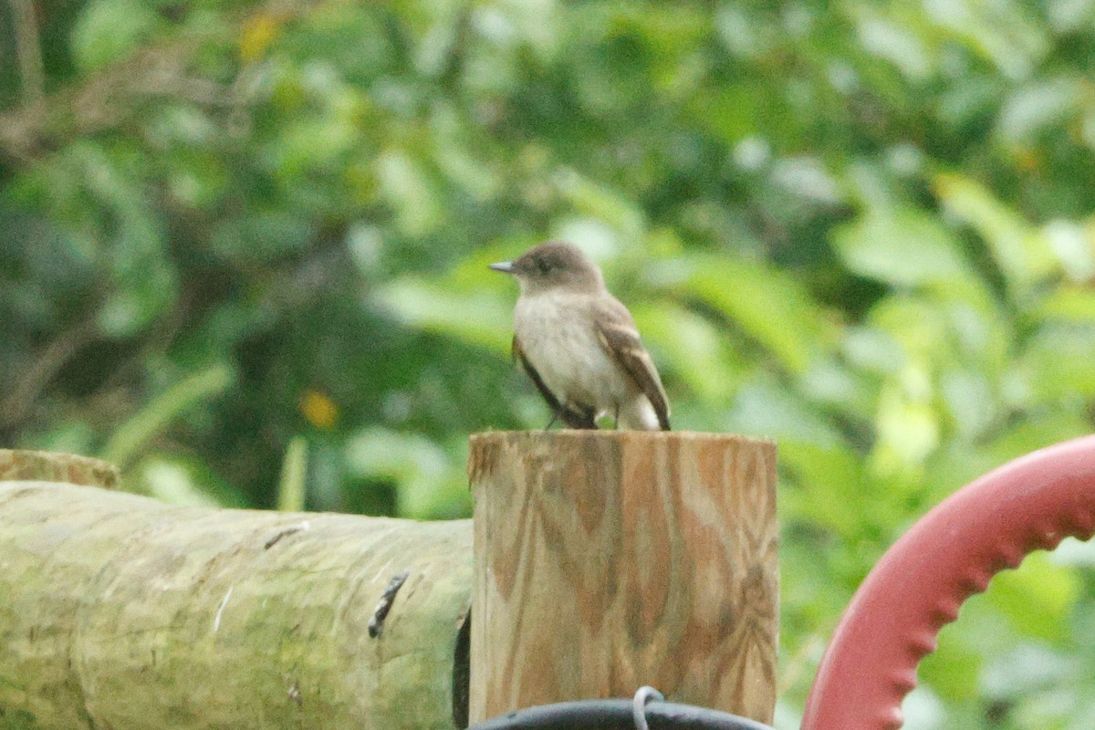 Eastern Phoebe - ML645443397