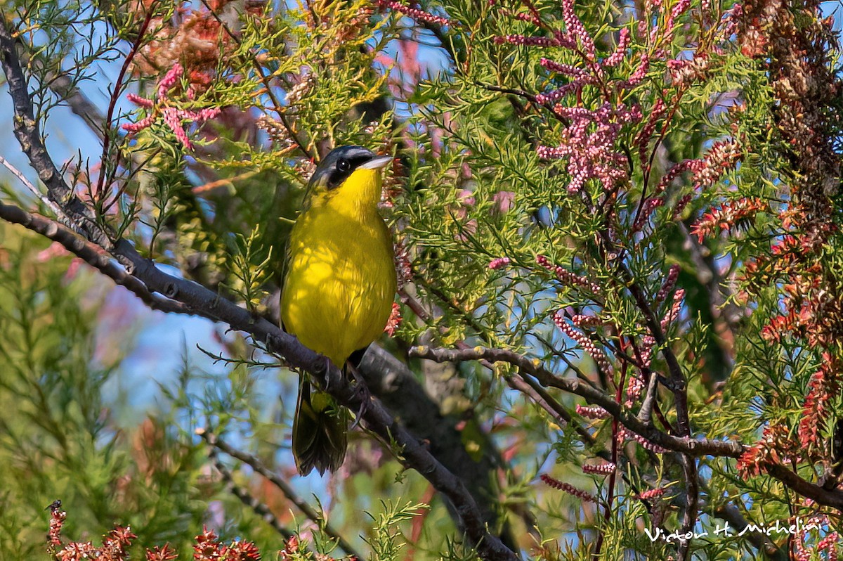 Paruline voilée - ML645443400
