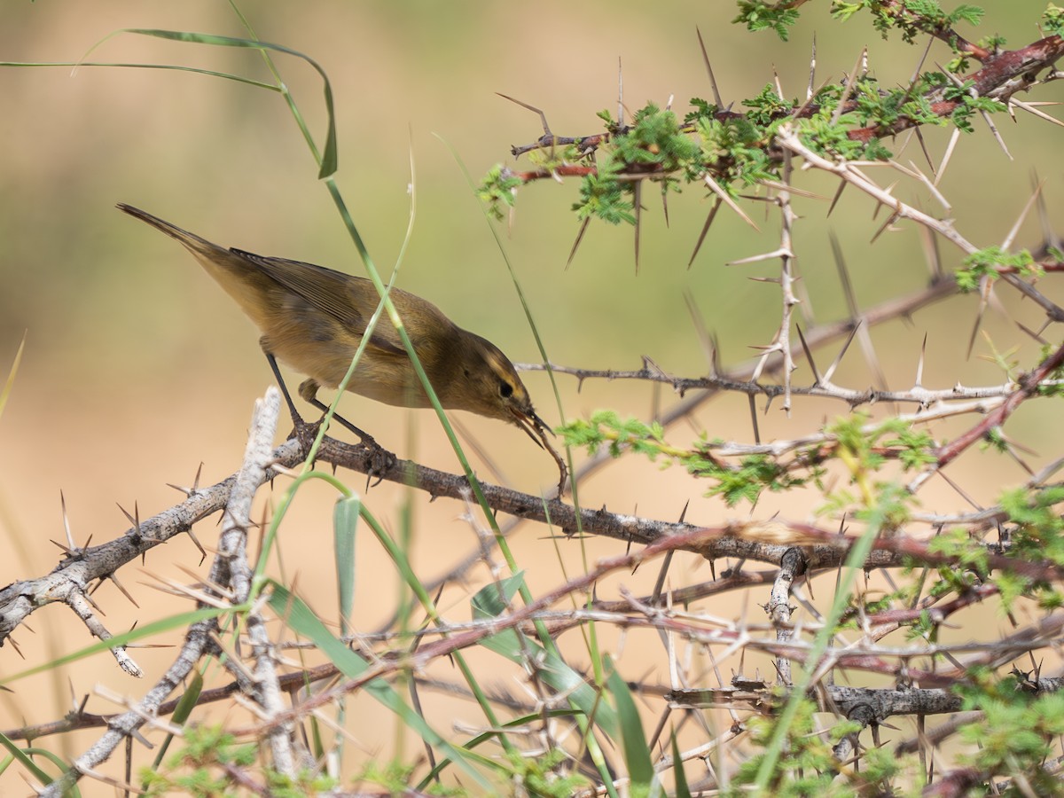 budníček menší - ML645443401