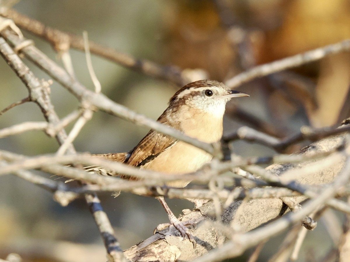 Carolina Wren - ML645443404