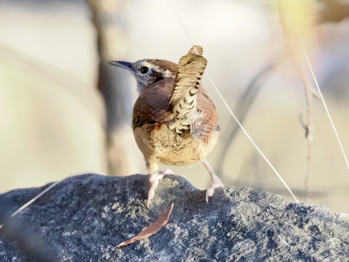 Carolina Wren - ML645443405