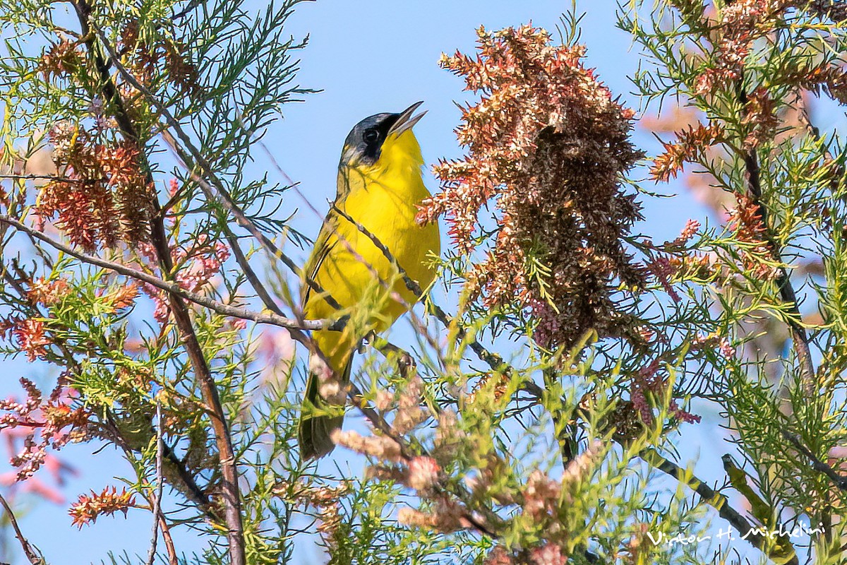 Paruline voilée - ML645443406