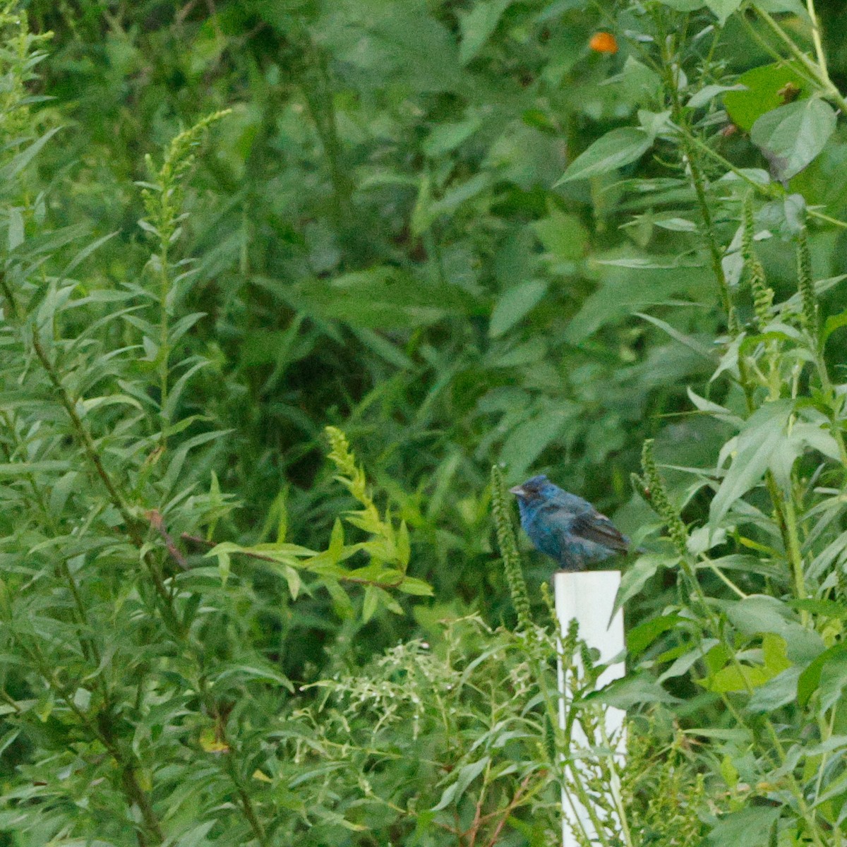 Индиговый колорин - ML645443415