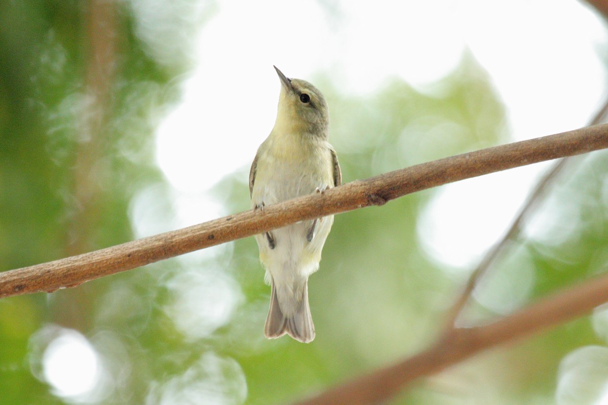 マミジロアメリカムシクイ - ML645443418