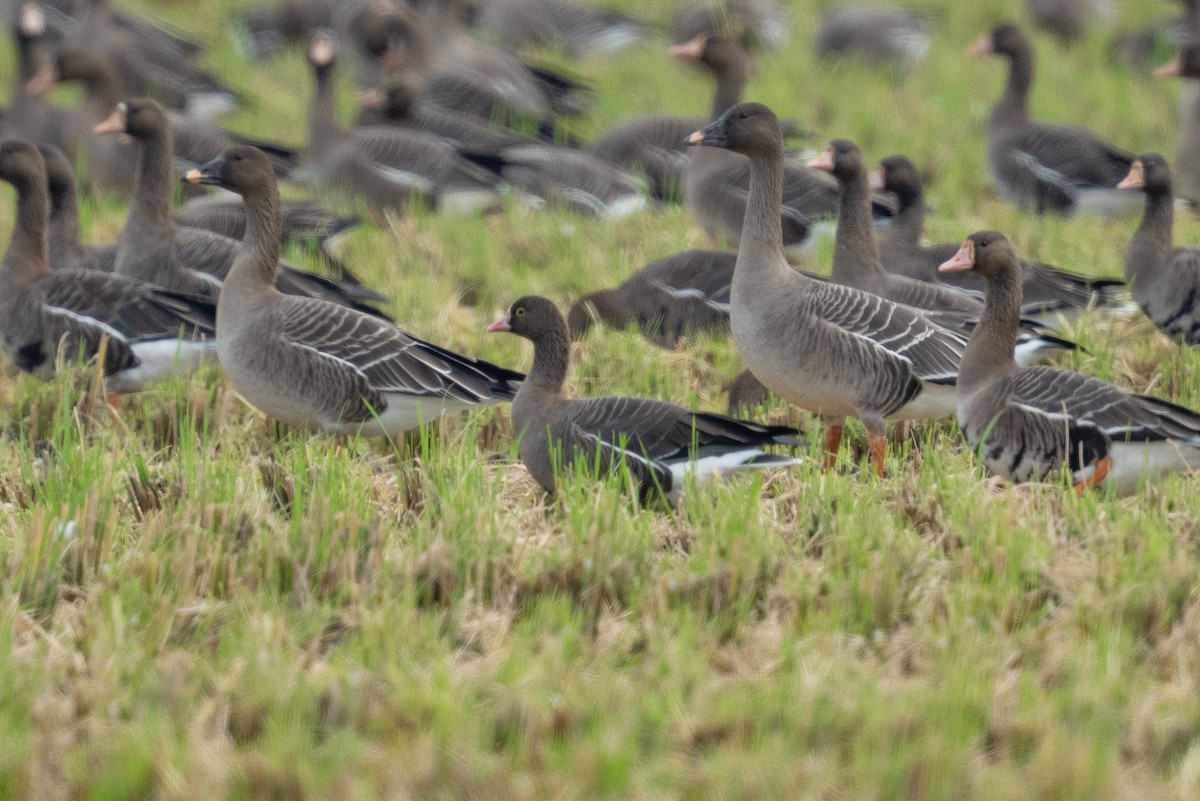 Гуска мала - ML645443422