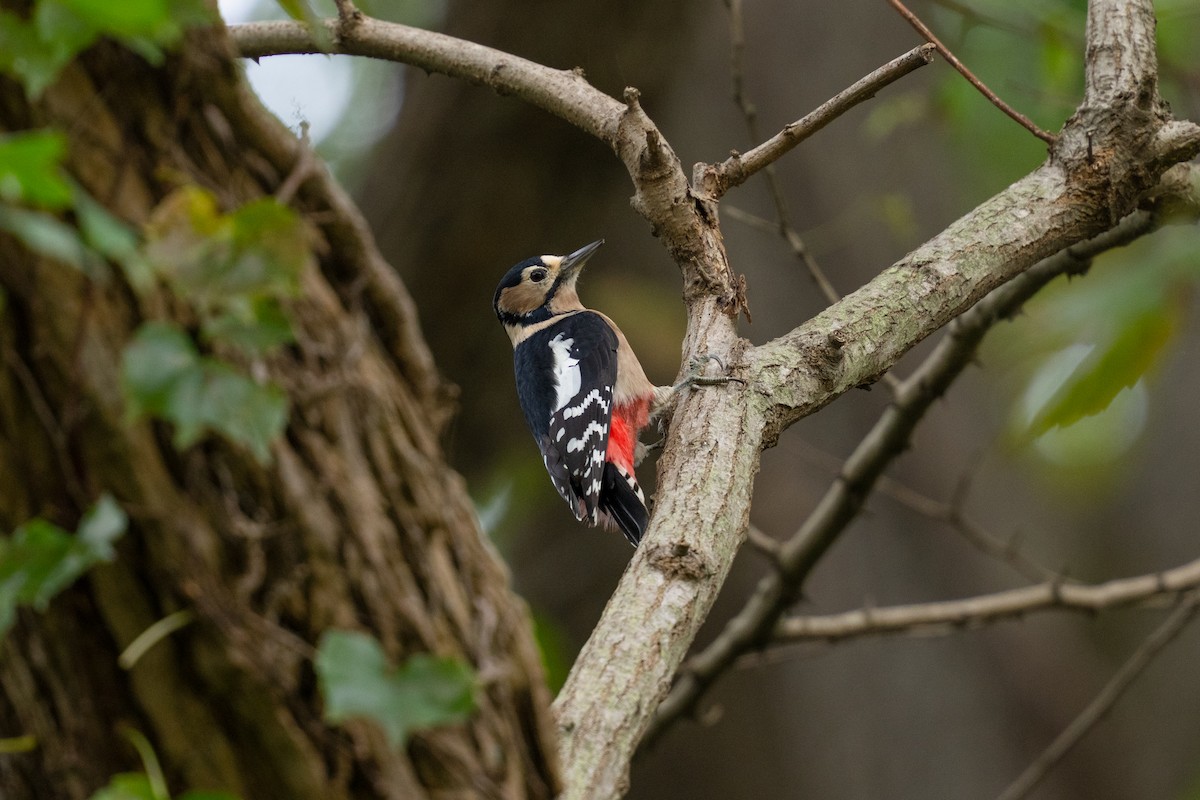 アカゲラ - ML645443428