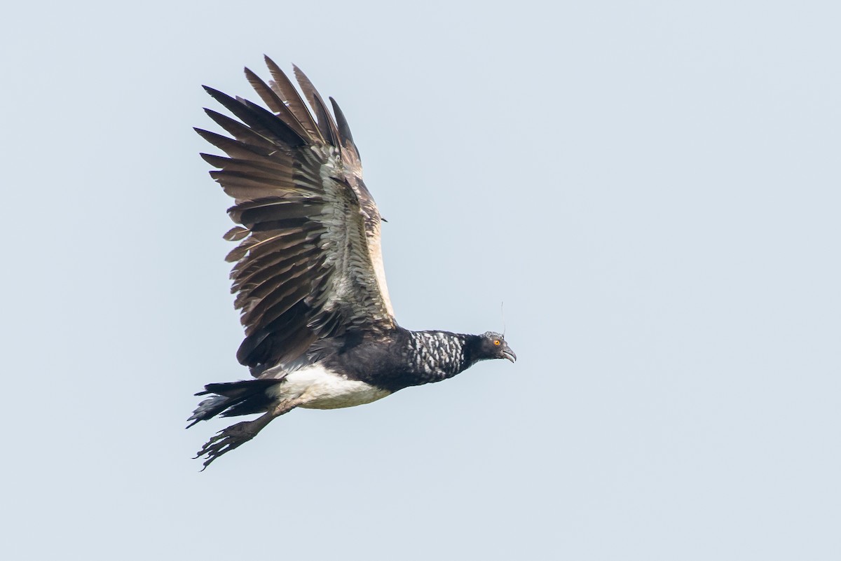 ツノサケビドリ - ML645443433