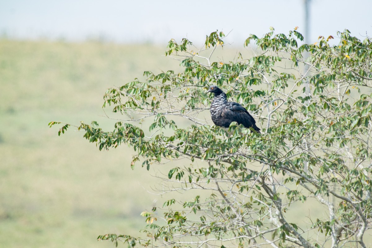 ツノサケビドリ - ML645443434