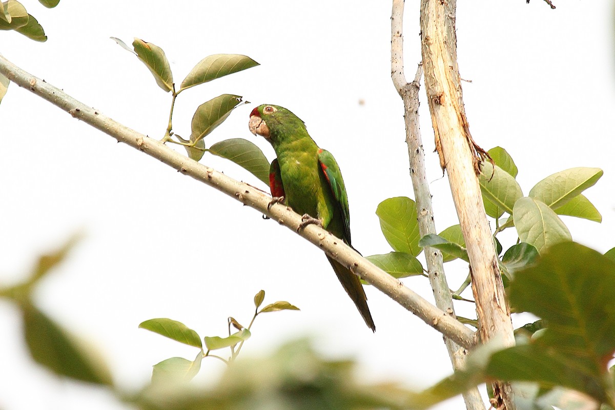 アカビタイメキシコインコ - ML645443435