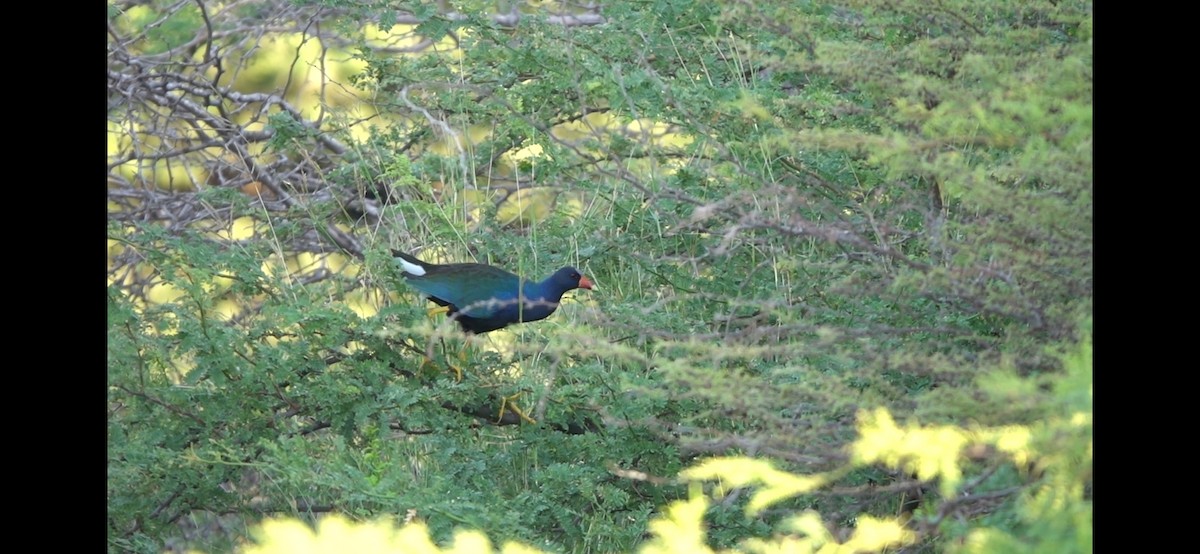 アメリカムラサキバン - ML645443436