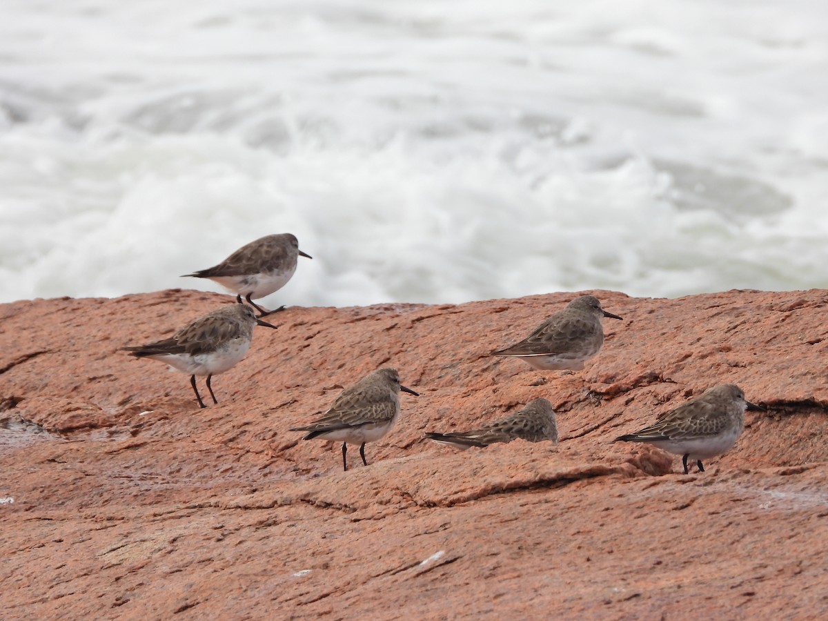 コシジロウズラシギ - ML645443437