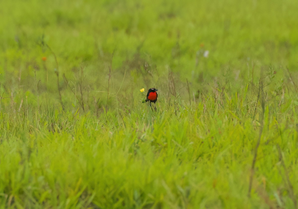 マミジロマキバドリ - ML645443438