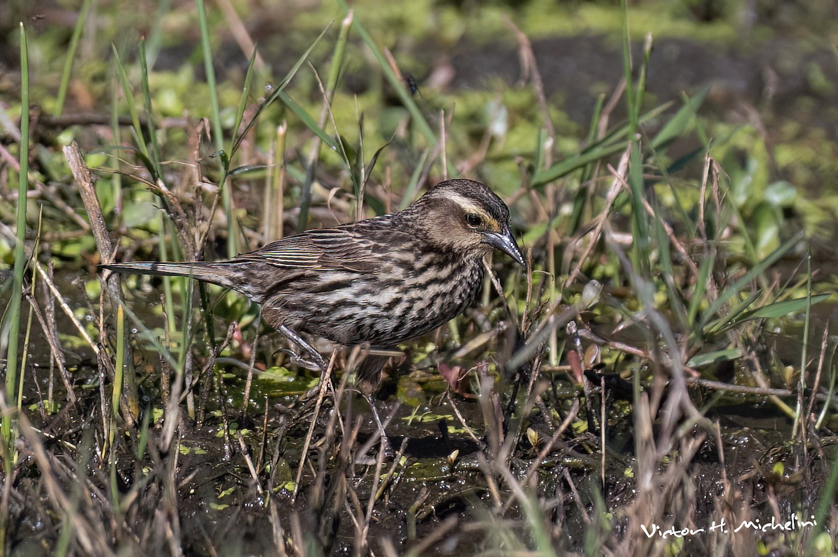 キバネハゴロモガラス - ML645443439