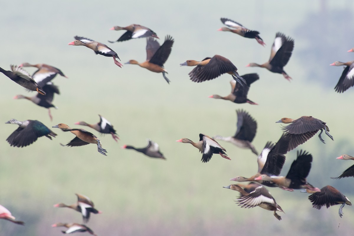 アカハシリュウキュウガモ - ML645443440