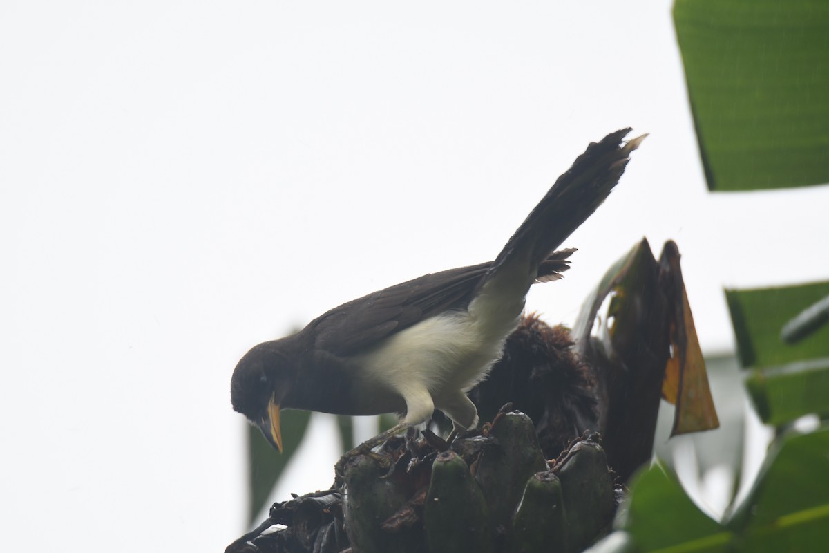 チャイロカケス - ML645443442