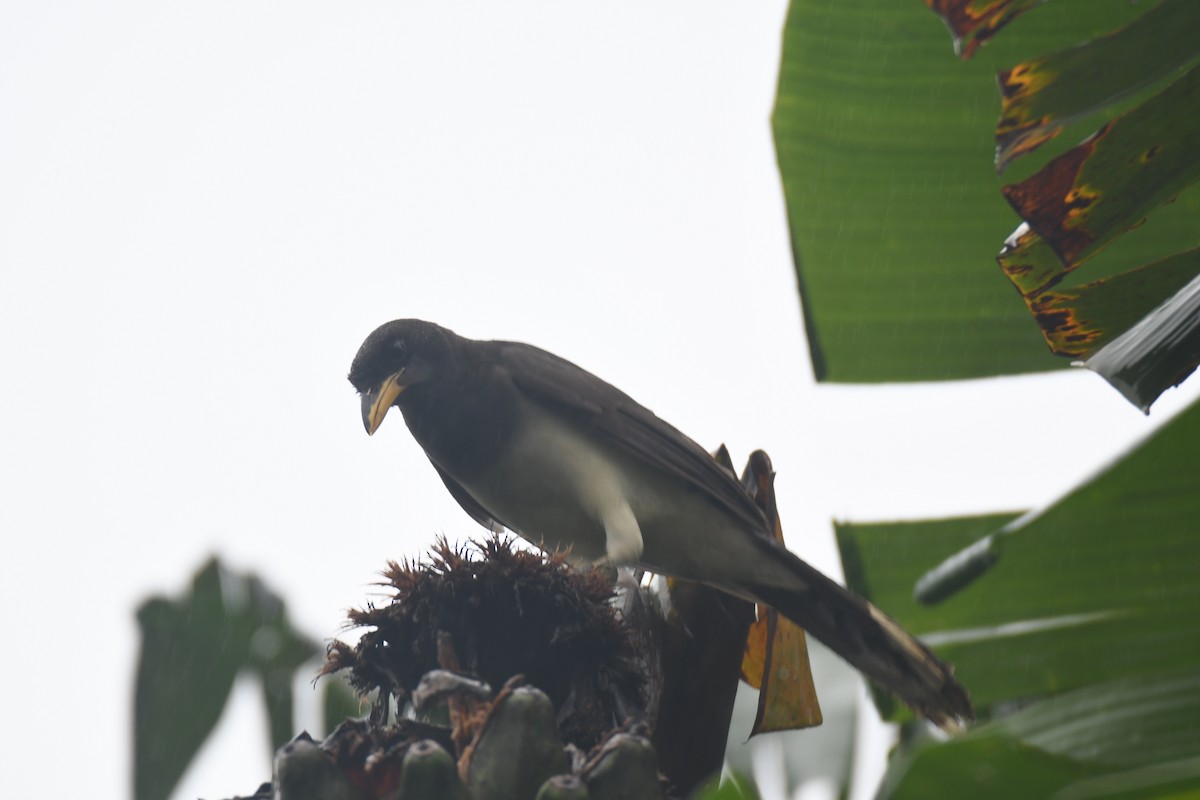 チャイロカケス - ML645443443