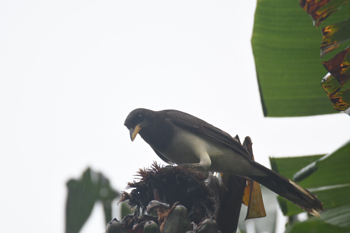 チャイロカケス - ML645443444