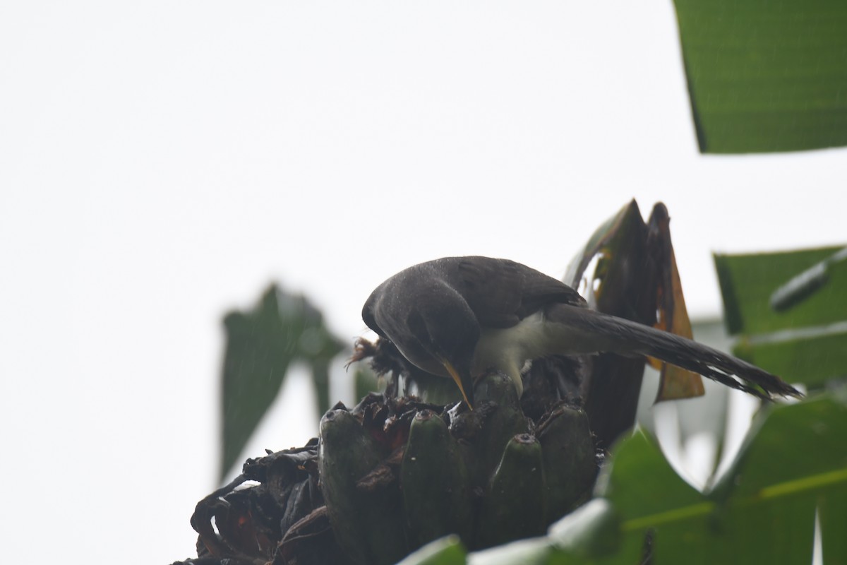 チャイロカケス - ML645443445