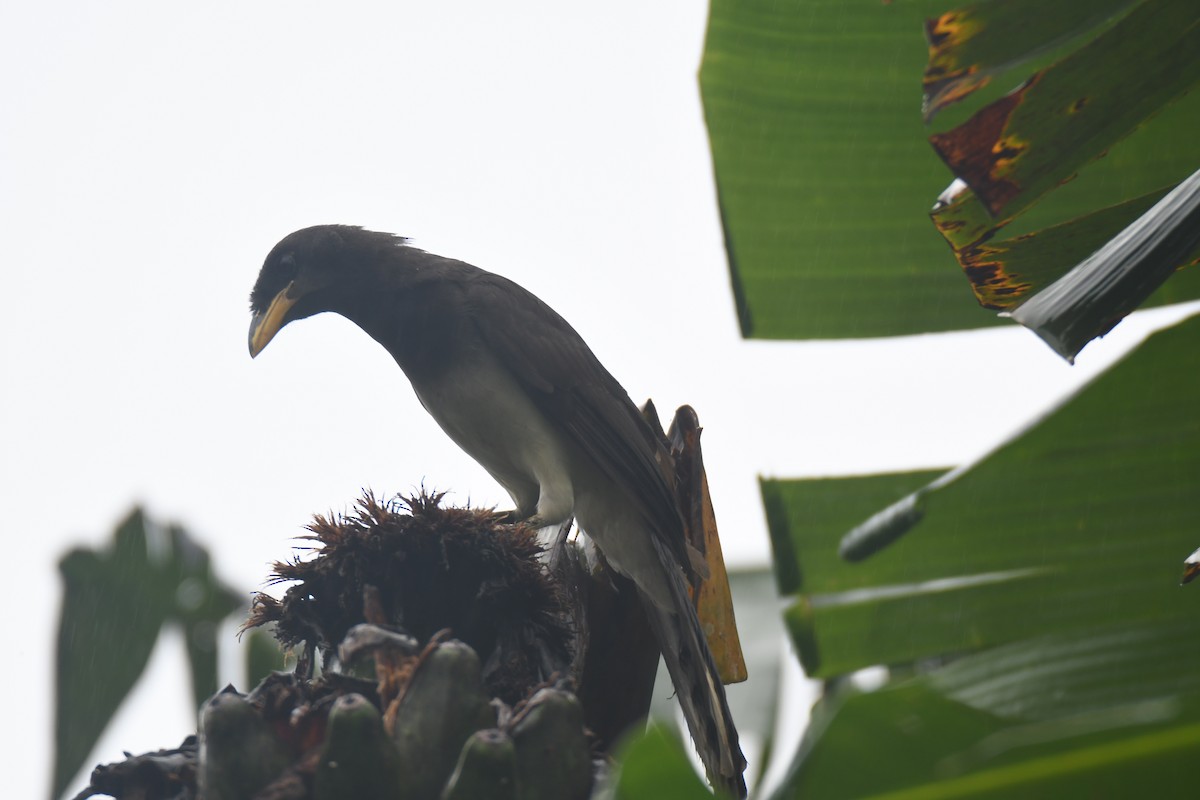 チャイロカケス - ML645443449