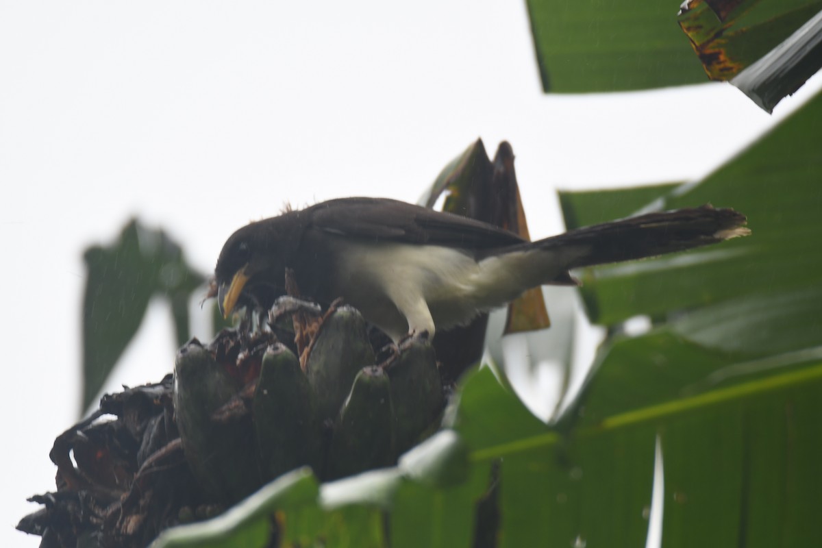 チャイロカケス - ML645443451