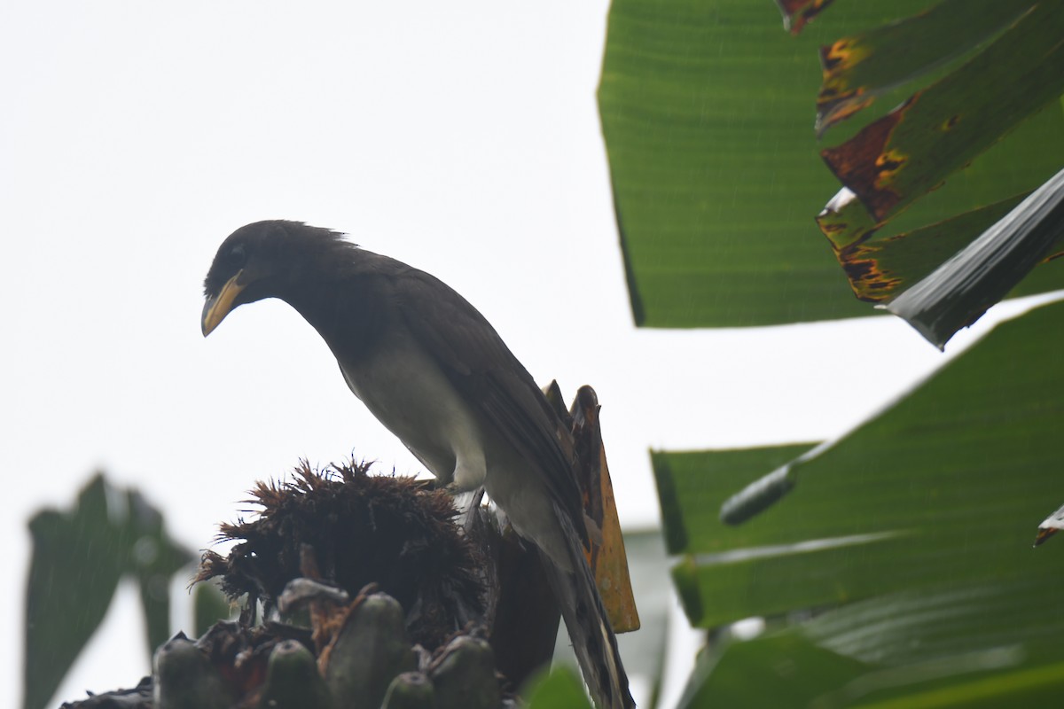 チャイロカケス - ML645443452