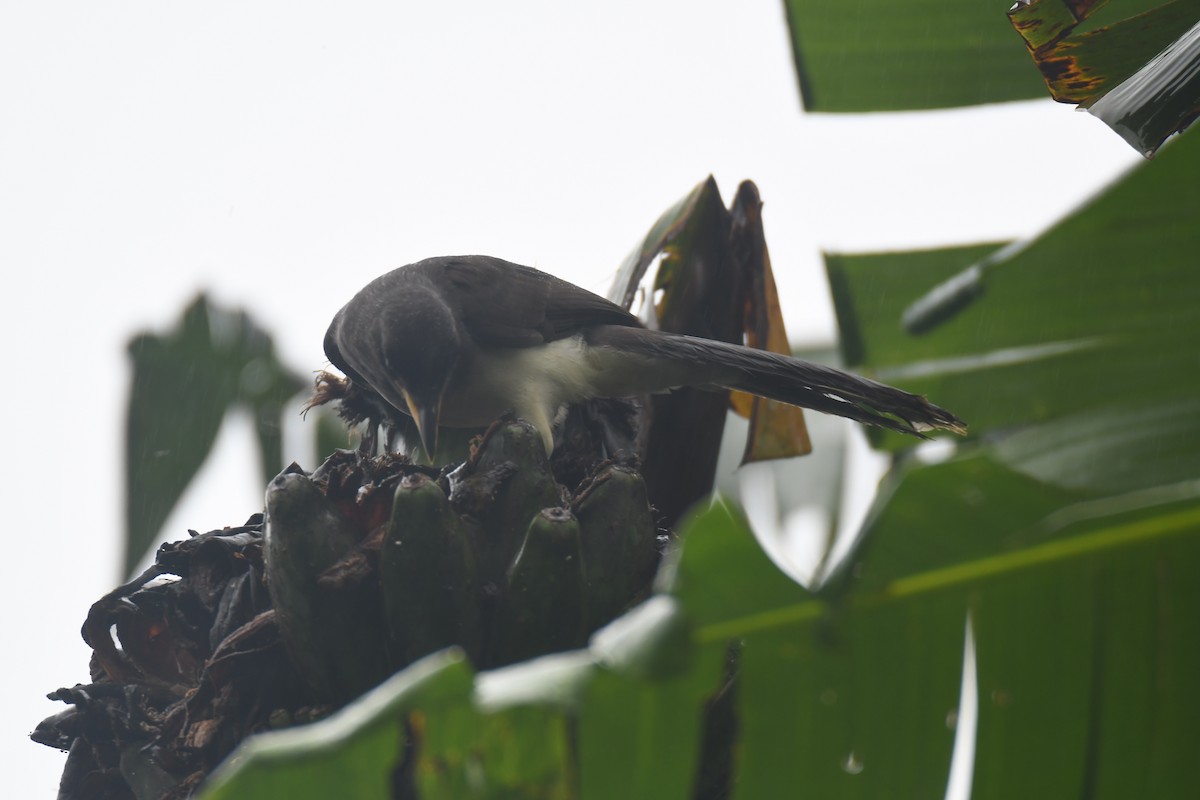 チャイロカケス - ML645443453