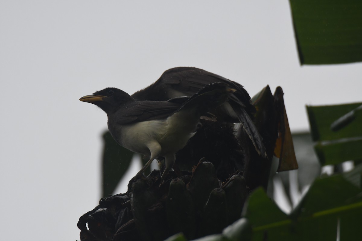 チャイロカケス - ML645443454