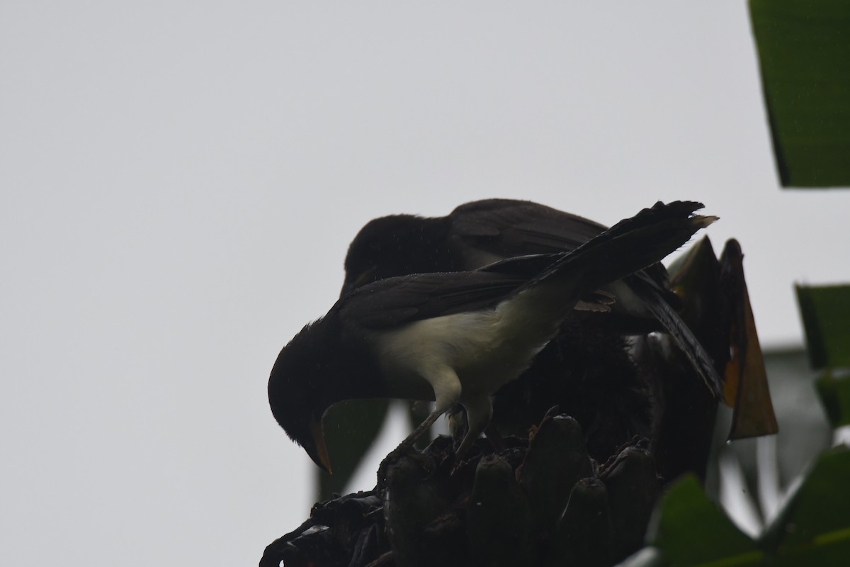 チャイロカケス - ML645443455