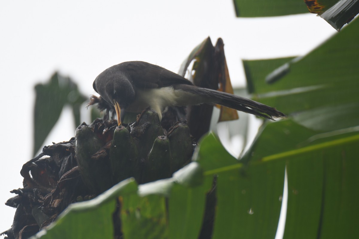 チャイロカケス - ML645443456