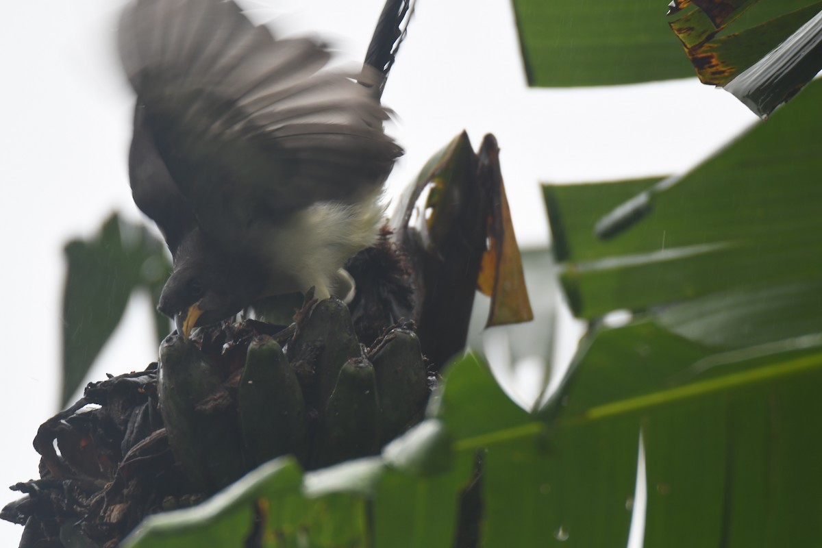 チャイロカケス - ML645443457