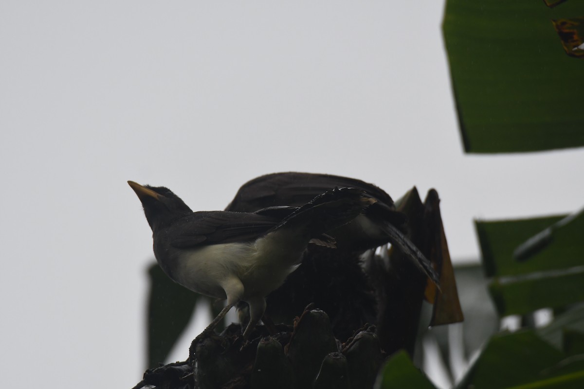 チャイロカケス - ML645443459