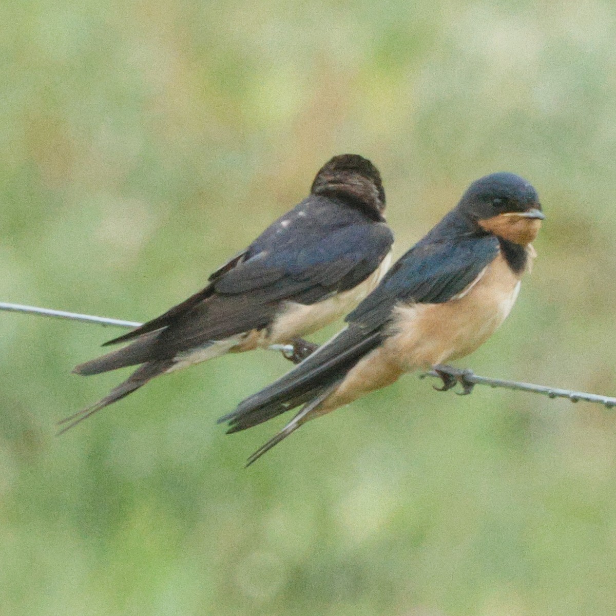 Barn Swallow - ML645443460