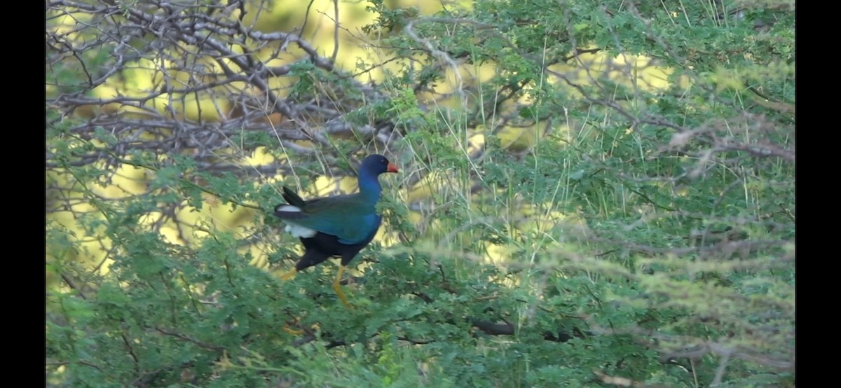 Purple Gallinule - ML645443461