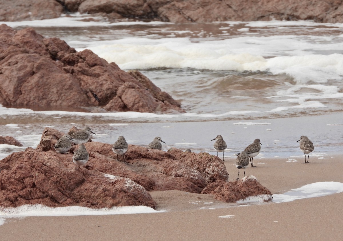 コシジロウズラシギ - ML645443464