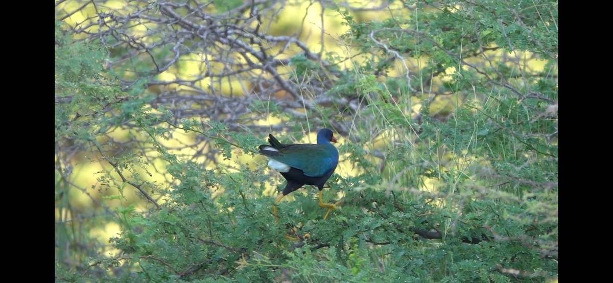 アメリカムラサキバン - ML645443469