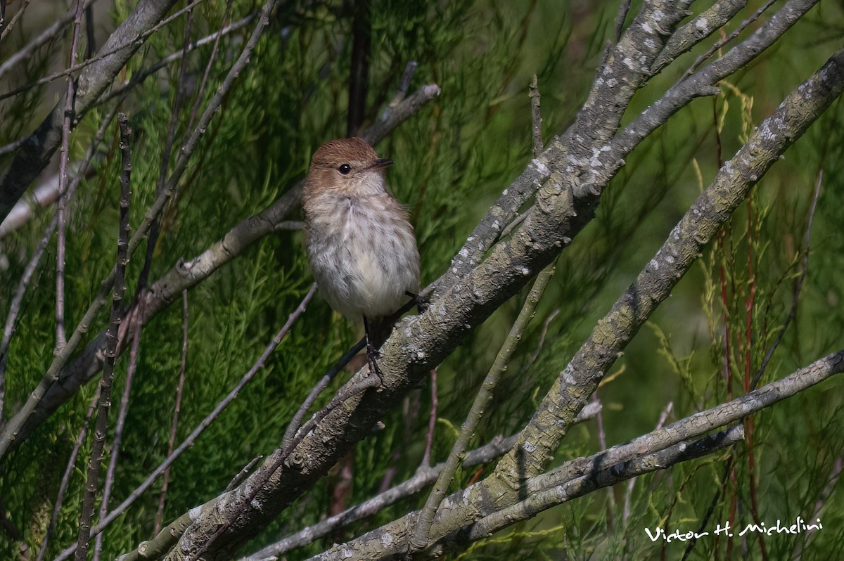 Bran-colored Flycatcher - ML645443470