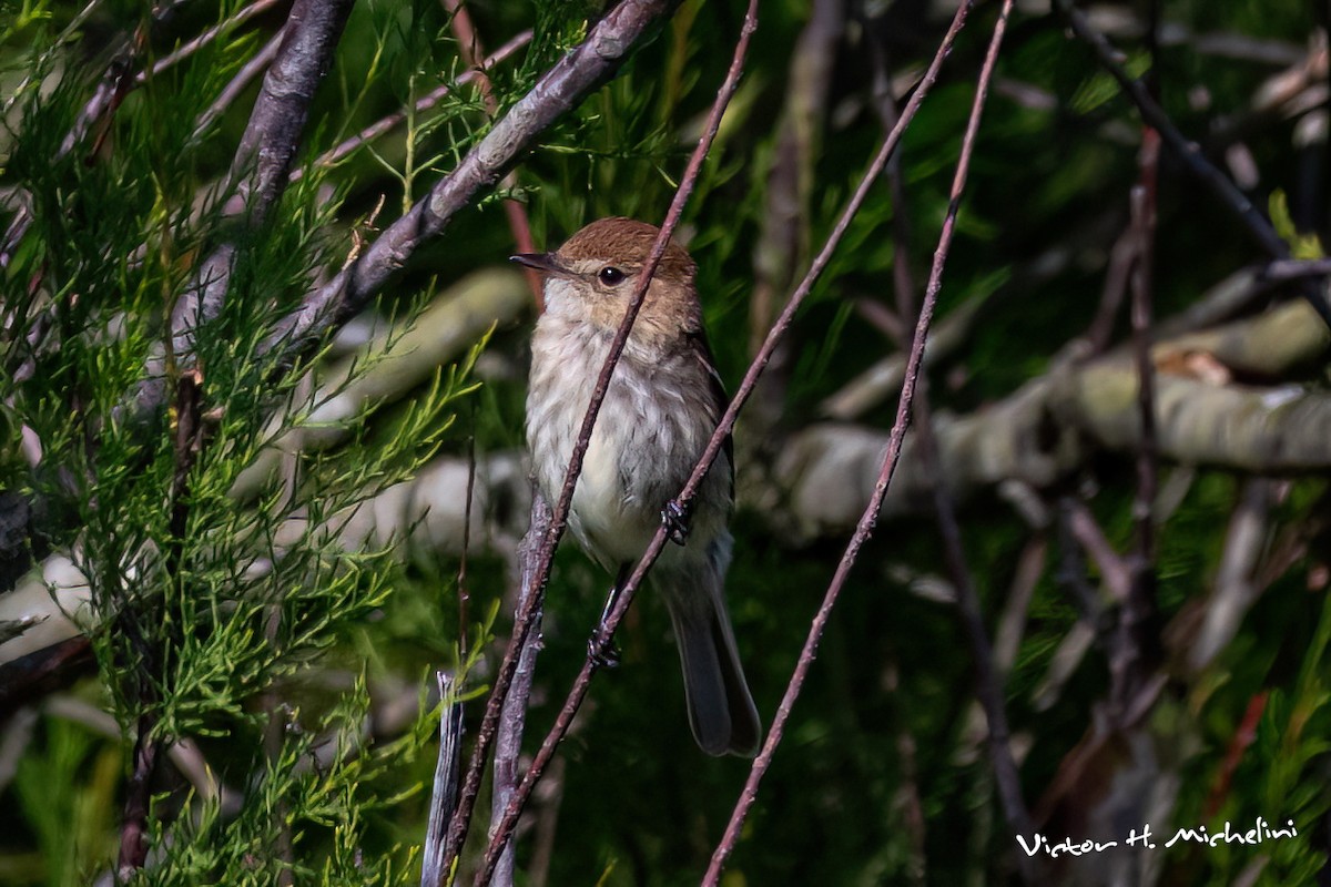 Bran-colored Flycatcher - ML645443471